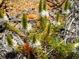 Merciera leptoloba new stem-tip growth